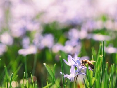 褐蜂对蓝花的浅聚焦